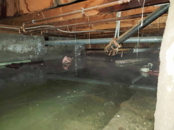 Best Mold removal after water damage  in Sandy Springs, GA